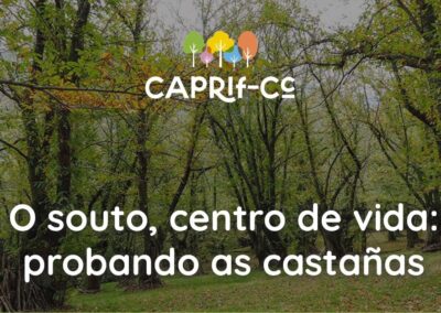 O souto, centro de Vida. Probando as castañas.
