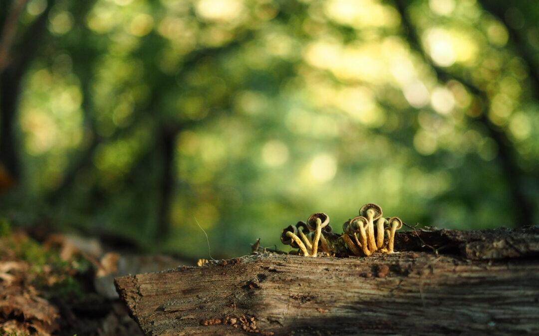 Roteiro de Micoloxía – Monte de Toca