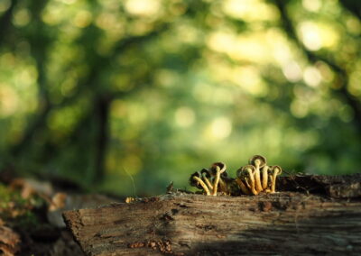 Roteiro de Micoloxía – Monte de Toca
