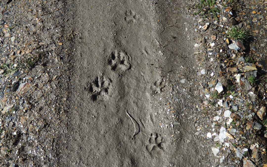 Roteiro de mamíferos no Monte de Toca