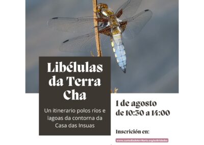 Libélulas da Terra Cha